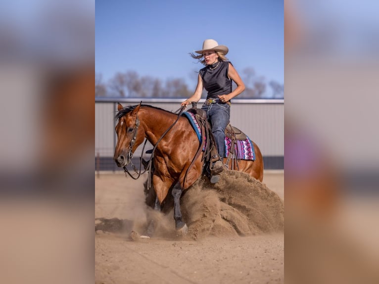 American Quarter Horse Ruin 11 Jaar Roodbruin in Canistota