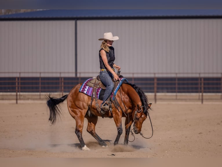 American Quarter Horse Ruin 11 Jaar Roodbruin in Canistota