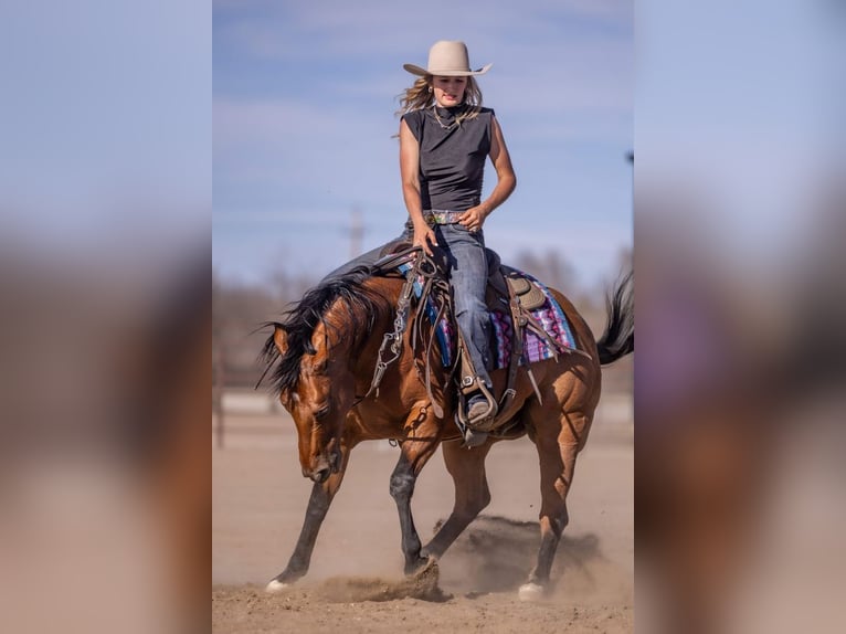 American Quarter Horse Ruin 11 Jaar Roodbruin in Canistota