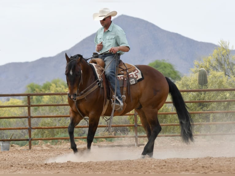 American Quarter Horse Ruin 11 Jaar Roodbruin in Cave Creek