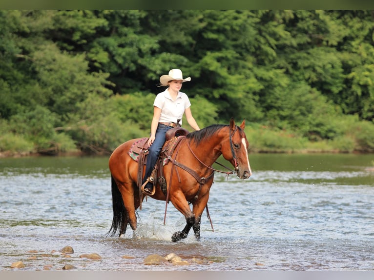 American Quarter Horse Ruin 11 Jaar Roodbruin in Clarion