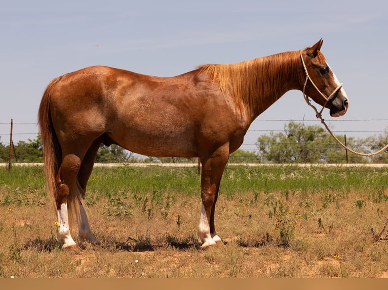 American Quarter Horse Ruin 11 Jaar Roodvos in Byers TX