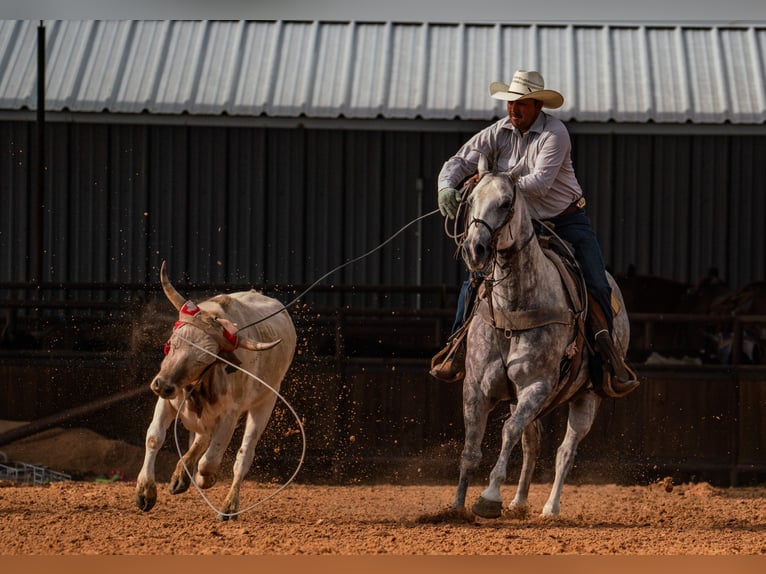 American Quarter Horse Ruin 11 Jaar Schimmel in Canyon