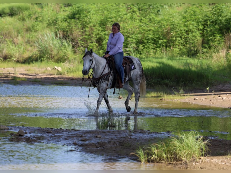 American Quarter Horse Ruin 11 Jaar Schimmel in Stephenville