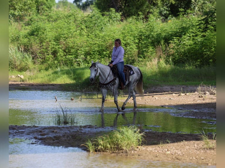 American Quarter Horse Ruin 11 Jaar Schimmel in Stephenville