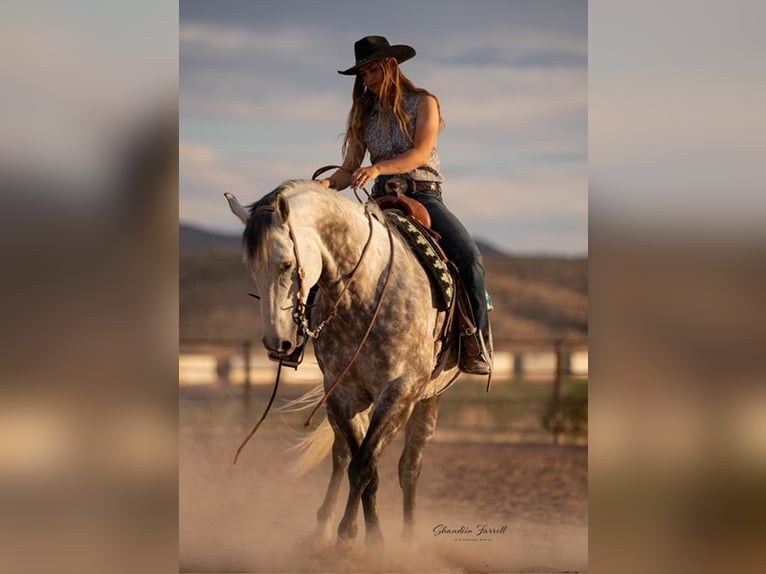 American Quarter Horse Ruin 11 Jaar Schimmel in Wickenburg