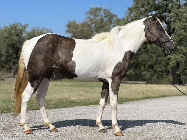 American Quarter Horse Ruin 11 Jaar Tobiano-alle-kleuren in Byers TX