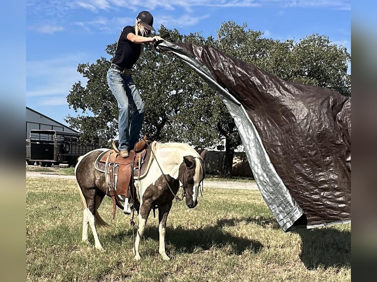 American Quarter Horse Ruin 11 Jaar Tobiano-alle-kleuren in Byers TX