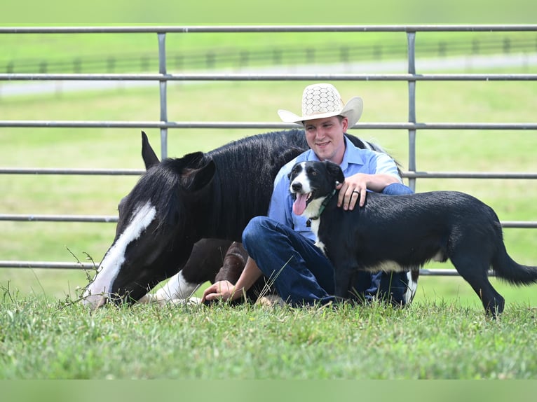 American Quarter Horse Ruin 11 Jaar Tobiano-alle-kleuren in Jackson OH