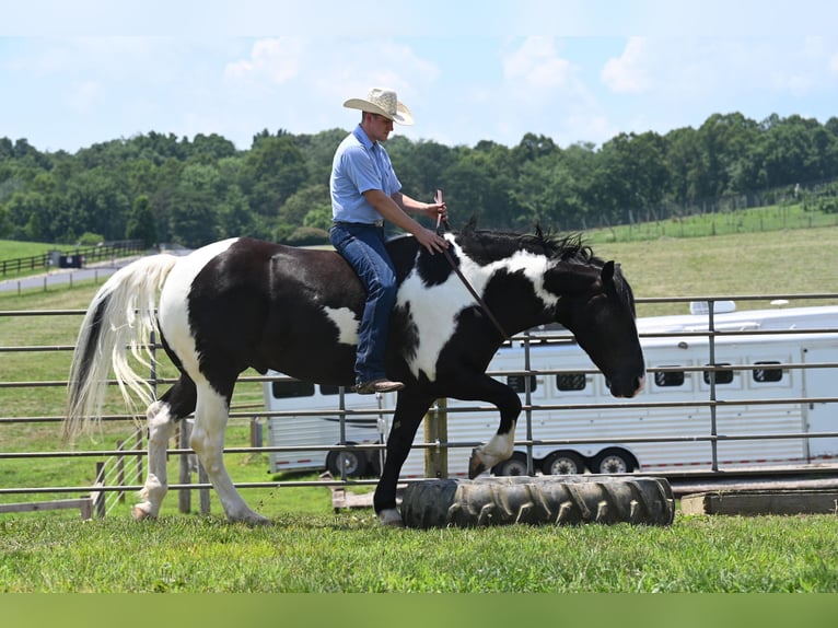 American Quarter Horse Ruin 11 Jaar Tobiano-alle-kleuren in Jackson OH