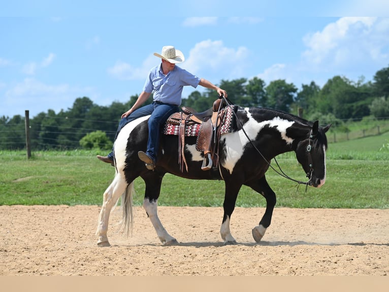 American Quarter Horse Ruin 11 Jaar Tobiano-alle-kleuren in Jackson OH