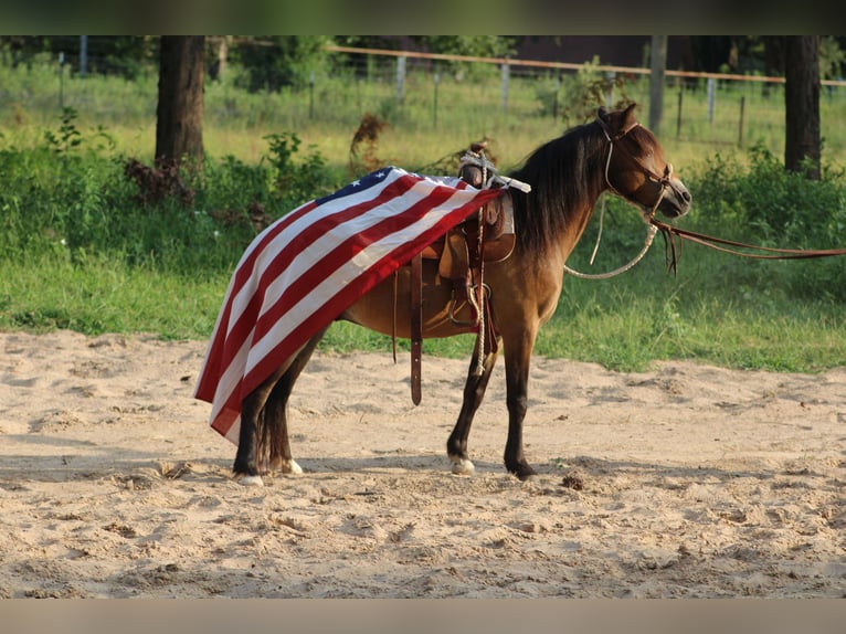 American Quarter Horse Ruin 12 Jaar 114 cm Buckskin in Willis POint TX