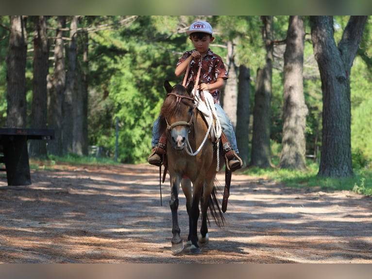 American Quarter Horse Ruin 12 Jaar 114 cm Buckskin in Willis POint TX