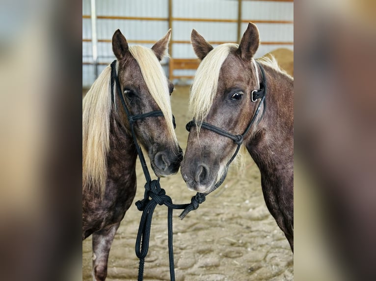 American Quarter Horse Ruin 12 Jaar 122 cm Bruin in wallingford Ky