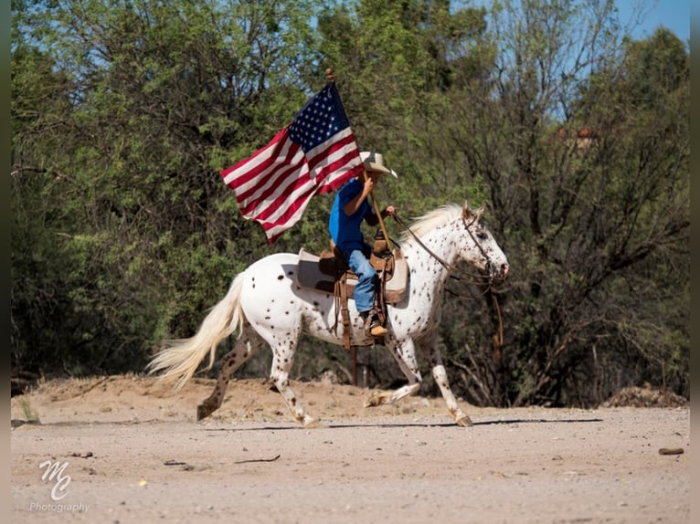American Quarter Horse Ruin 12 Jaar 130 cm Roan-Red in Wickenburg, AZ
