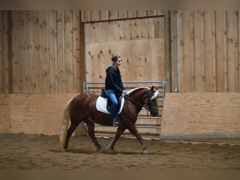 American Quarter Horse Ruin 12 Jaar 135 cm Donkere-vos in Millersburg OH