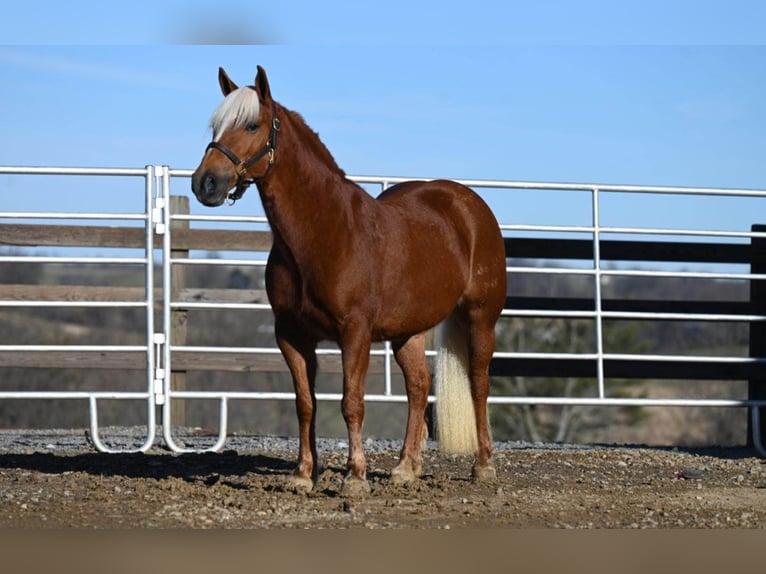 American Quarter Horse Ruin 12 Jaar 135 cm Donkere-vos in Millersburg OH