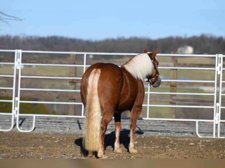 American Quarter Horse Ruin 12 Jaar 135 cm Donkere-vos in Millersburg OH