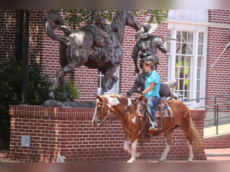 American Quarter Horse Ruin 12 Jaar 137 cm Tobiano-alle-kleuren in Rusk TX