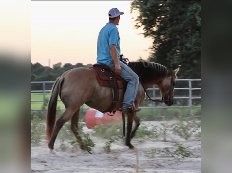 American Quarter Horse Ruin 12 Jaar 140 cm Buckskin in Slocum TX