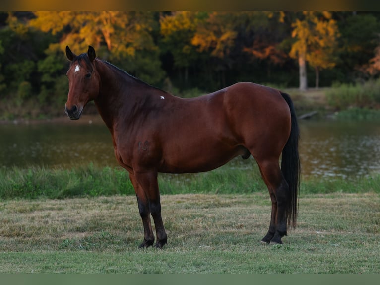 American Quarter Horse Ruin 12 Jaar 140 cm Roodbruin in Forney
