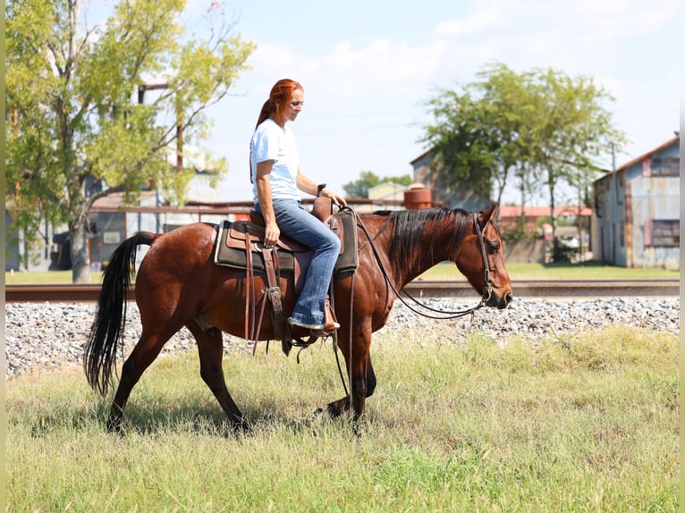 American Quarter Horse Ruin 12 Jaar 140 cm Roodbruin in Forney