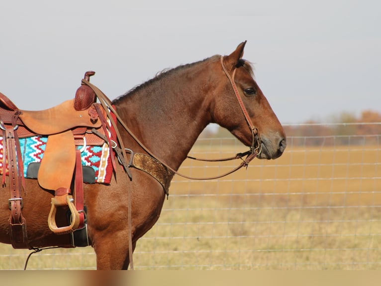 American Quarter Horse Ruin 12 Jaar 142 cm Bruin in Sanora KY