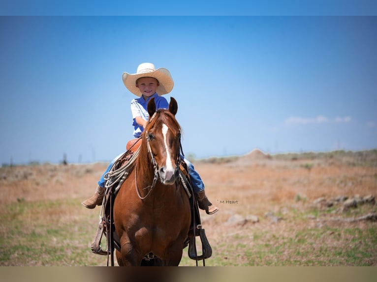 American Quarter Horse Ruin 12 Jaar 142 cm Donkere-vos in Saint Anthony
