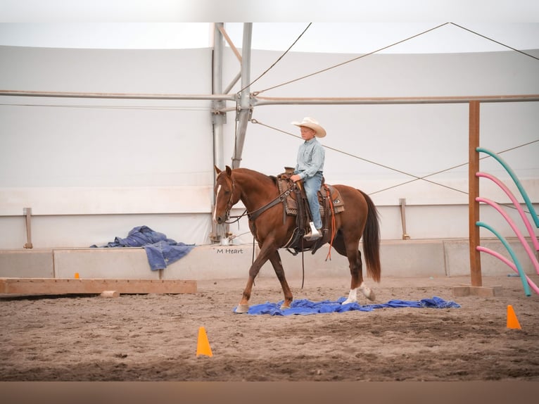 American Quarter Horse Ruin 12 Jaar 142 cm Donkere-vos in Saint Anthony