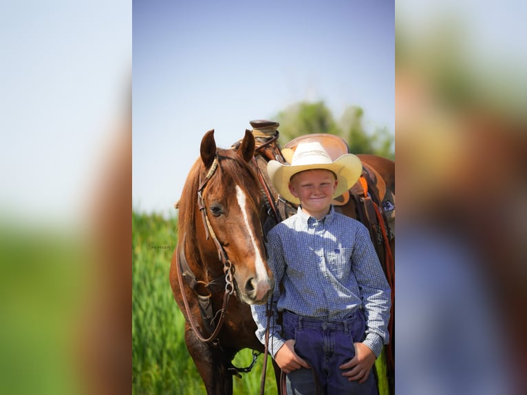 American Quarter Horse Ruin 12 Jaar 142 cm Donkere-vos in Saint Anthony