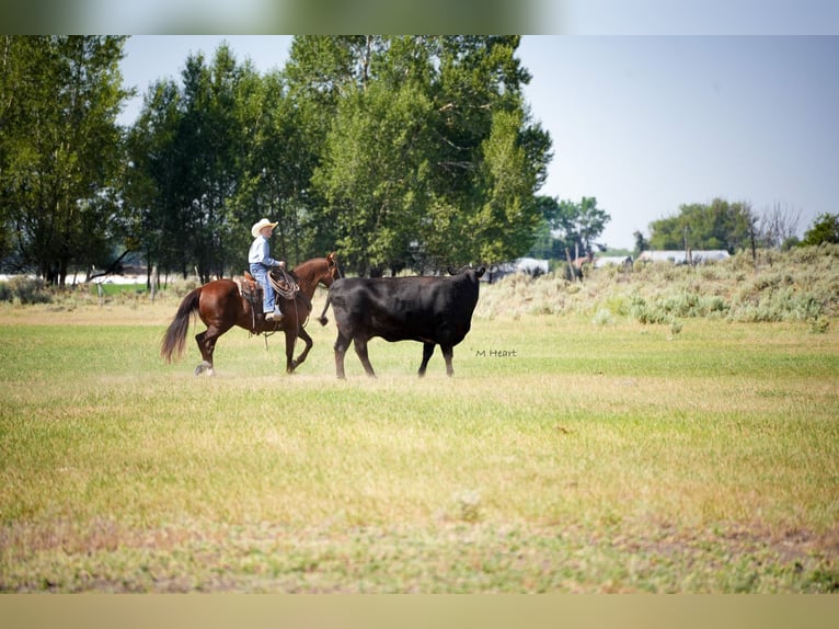 American Quarter Horse Ruin 12 Jaar 142 cm Donkere-vos in Saint Anthony