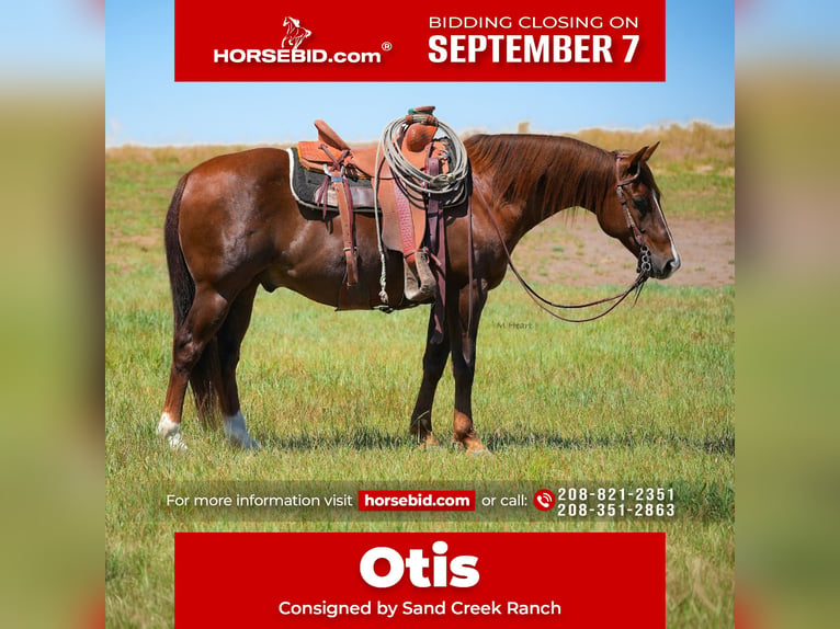 American Quarter Horse Ruin 12 Jaar 142 cm Donkere-vos in Saint Anthony