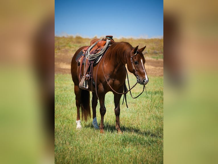 American Quarter Horse Ruin 12 Jaar 142 cm Donkere-vos in Saint Anthony