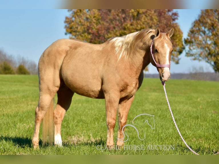 American Quarter Horse Ruin 12 Jaar 142 cm Palomino in Salt Lick, KY