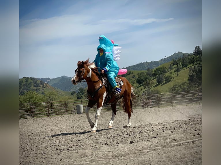 American Quarter Horse Ruin 12 Jaar 142 cm Tobiano-alle-kleuren in Paicines CA