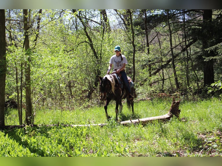 American Quarter Horse Ruin 12 Jaar 142 cm Tobiano-alle-kleuren in Howell