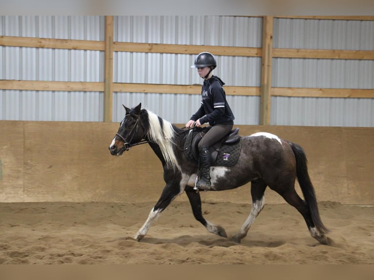 American Quarter Horse Ruin 12 Jaar 142 cm Tobiano-alle-kleuren in Howell