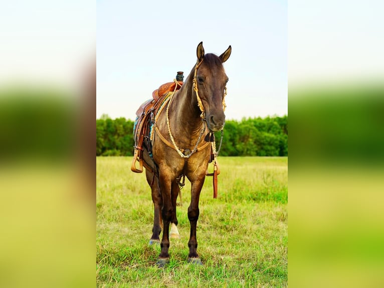 American Quarter Horse Mix Ruin 12 Jaar 145 cm Grullo in Valley Springs, SD