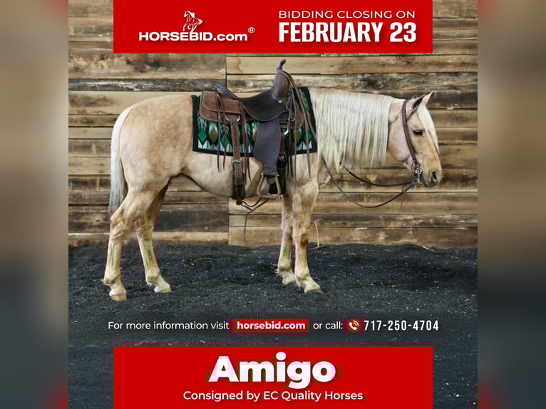 American Quarter Horse Ruin 12 Jaar 145 cm Palomino in Beaver Springs