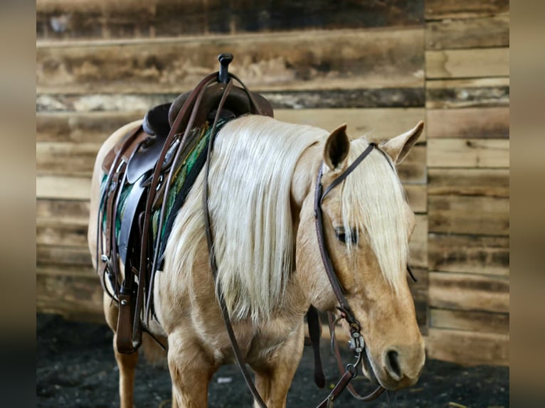 American Quarter Horse Ruin 12 Jaar 145 cm Palomino in Beaver Springs