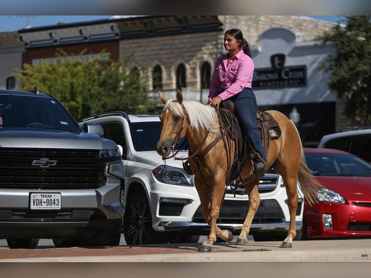 American Quarter Horse Ruin 12 Jaar 145 cm Palomino in Granbury TX