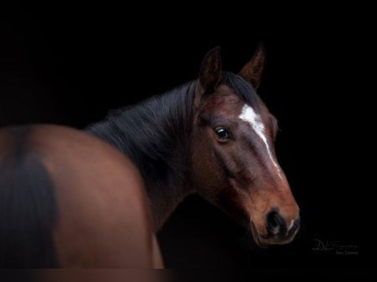 American Quarter Horse Ruin 12 Jaar 147 cm Donkerbruin in Sassenberg