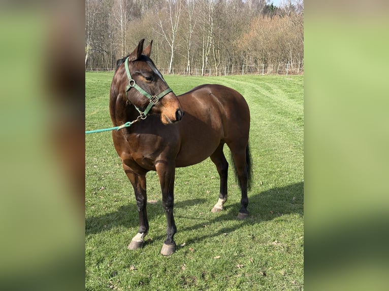 American Quarter Horse Ruin 12 Jaar 147 cm Donkerbruin in Sassenberg