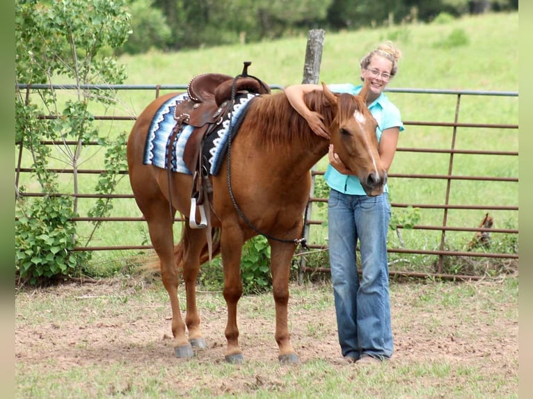 American Quarter Horse Ruin 12 Jaar 147 cm Donkere-vos in Huntsville TX