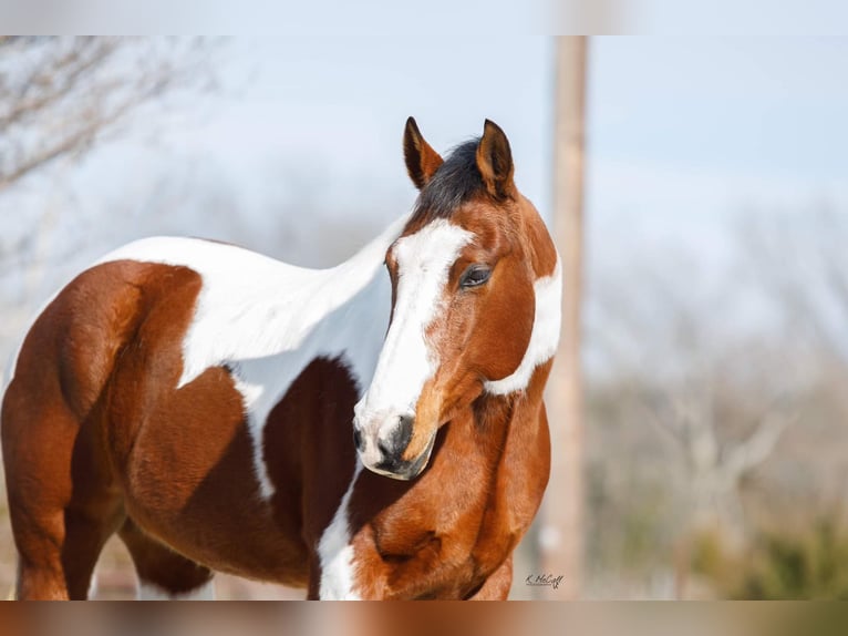 American Quarter Horse Ruin 12 Jaar 147 cm Donkere-vos in SAVOY, TX