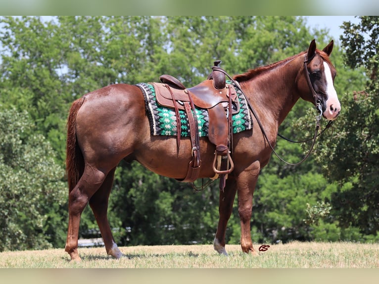 American Quarter Horse Ruin 12 Jaar 147 cm Donkere-vos in Jacksboro TX