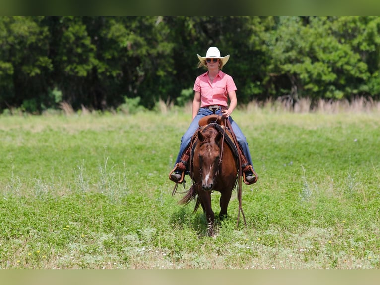 American Quarter Horse Ruin 12 Jaar 147 cm Donkere-vos in Lipan TX
