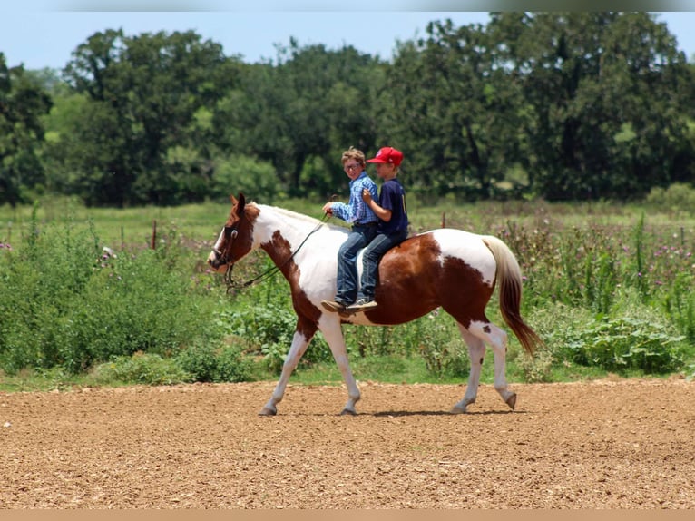 American Quarter Horse Ruin 12 Jaar 147 cm Donkere-vos in Stephenville tX