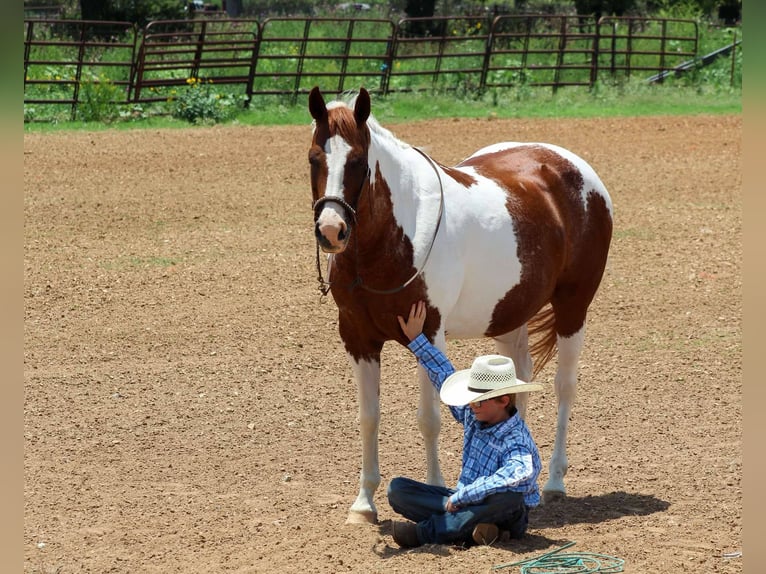 American Quarter Horse Ruin 12 Jaar 147 cm Donkere-vos in Stephenville tX