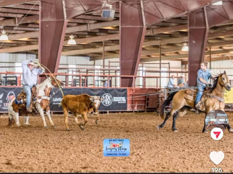 American Quarter Horse Ruin 12 Jaar 147 cm Donkere-vos in Stephenville tX